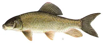 Silver Redhorse