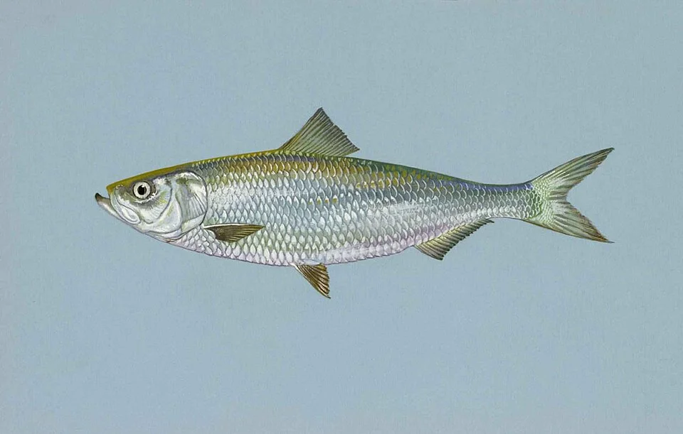 Skipjack Herring