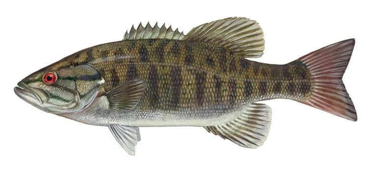 Smallmouth Bass
