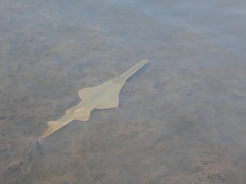 Smalltooth sawfish
