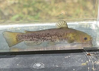 Snail Bullhead