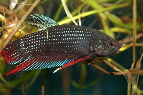 Snakehead