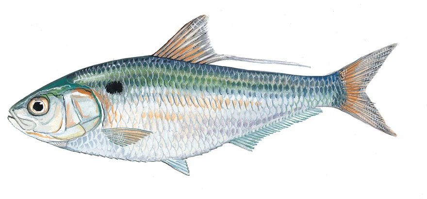 Threadfin Shad
