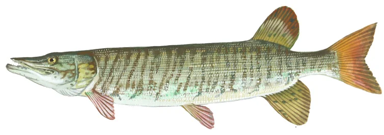 Tiger Muskellunge