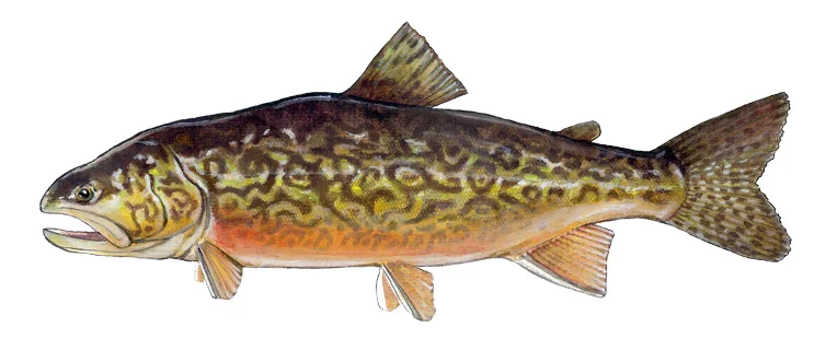 Tiger Trout
