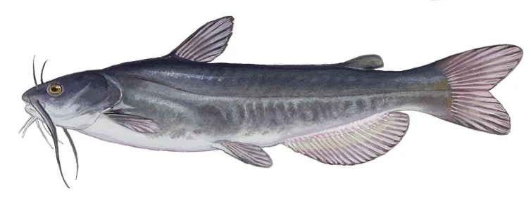White Catfish