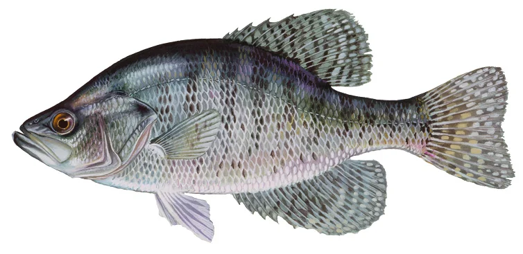 White Crappie