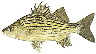 Yellow Bass