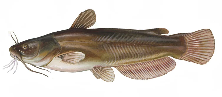 Yellow Bullhead