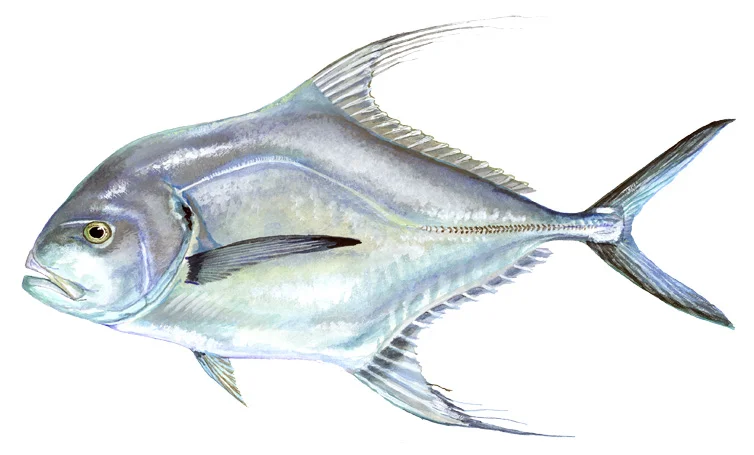 African Pompano