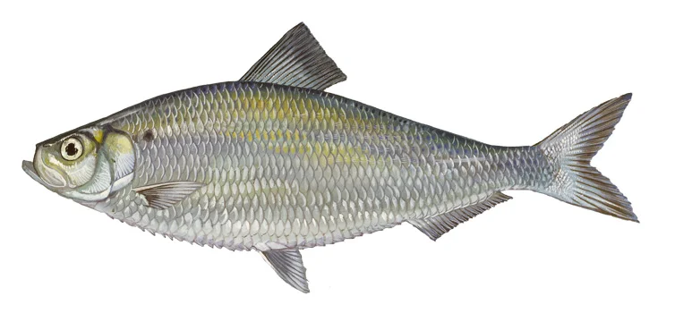 Alewife
