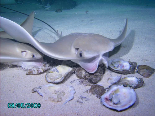 American Cownose Ray
