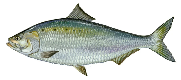 American shad
