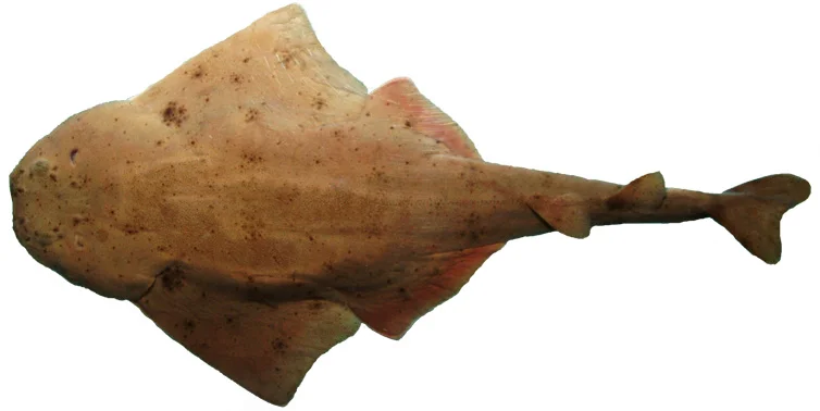 Atlantic Angel Shark