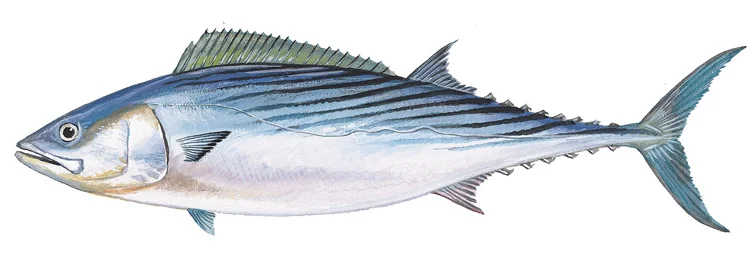 Atlantic Bonito