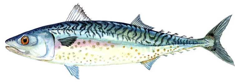 Atlantic Chub Mackerel