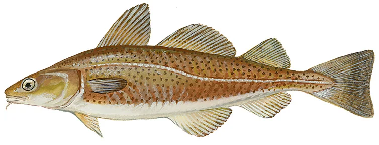 Atlantic Cod