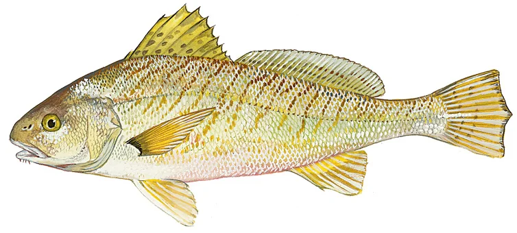 Atlantic Croaker