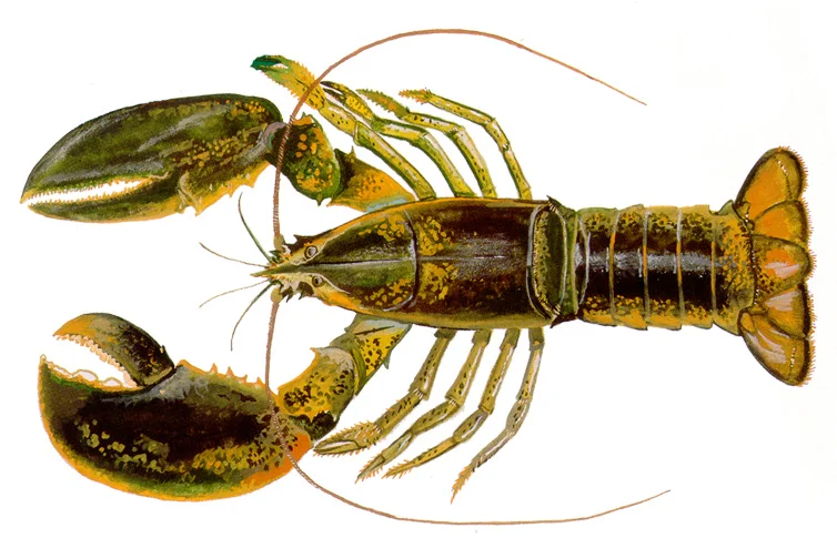 Atlantic Lobster