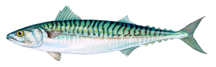 Atlantic Mackerel