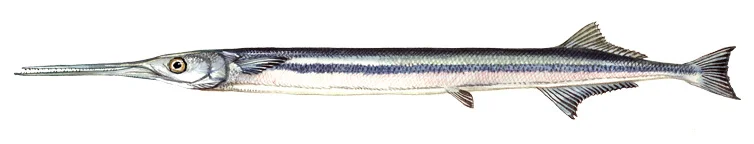 Atlantic Needlefish