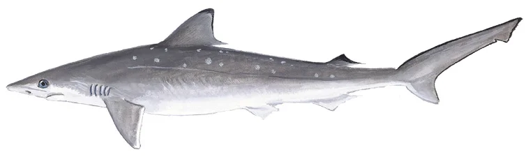 Atlantic Sharpnose Shark