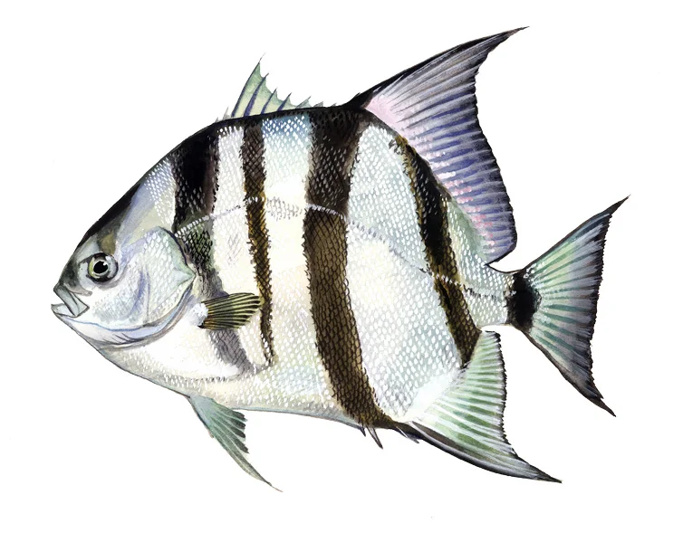 Atlantic Spadefish