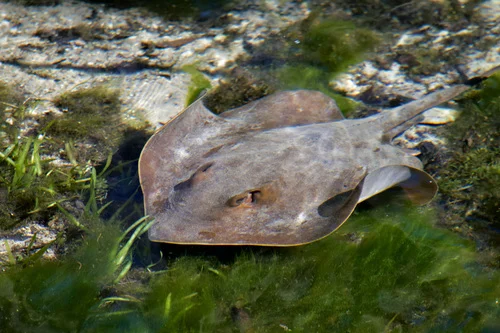 Atlantic Stingray