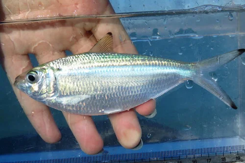 Atlantic Thread Herring