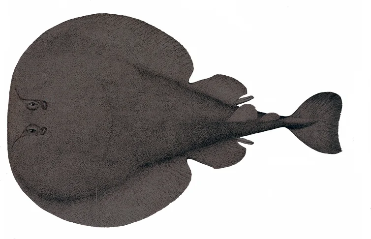 Atlantic Torpedo Ray