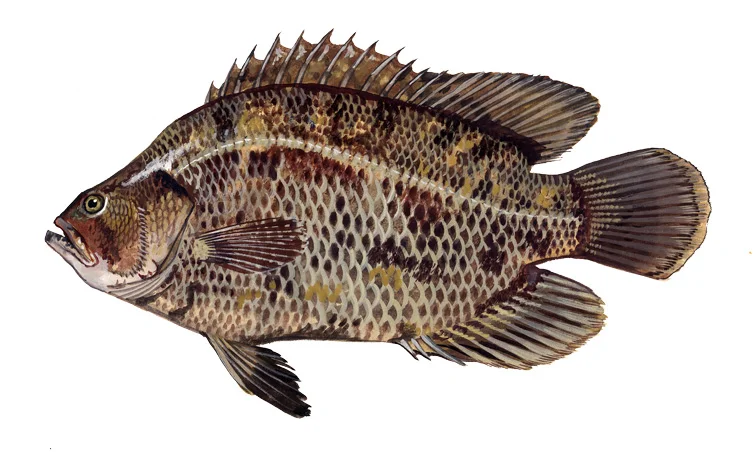 Atlantic Tripletail