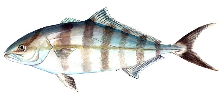 Banded Rudderfish