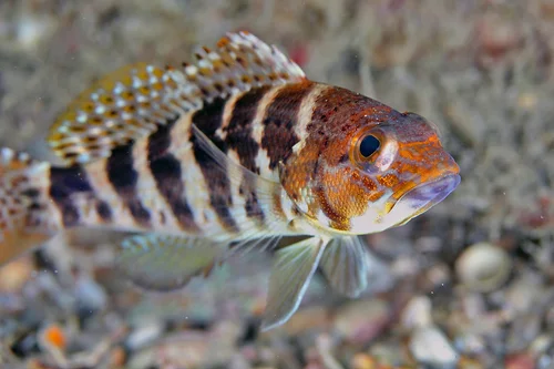 Bank Sea Bass