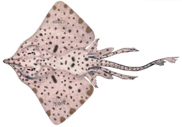 Barndoor Skate
