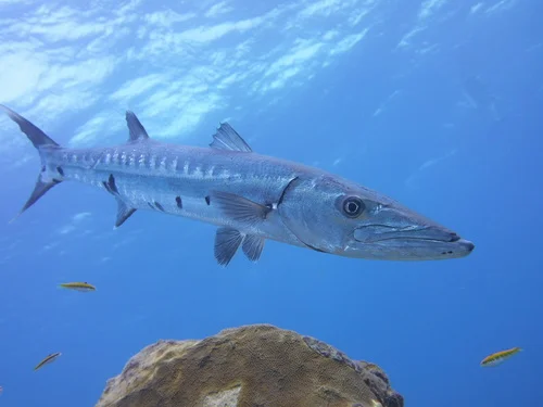 Great Barracuda