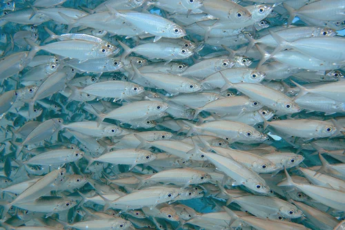 Bigeye Scad