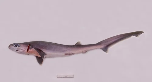 Bigeye Sixgill Shark