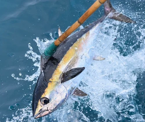 Blackfin Tuna