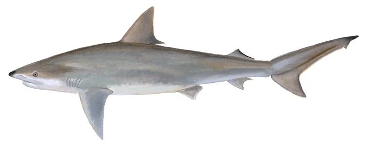 Blacknose Shark