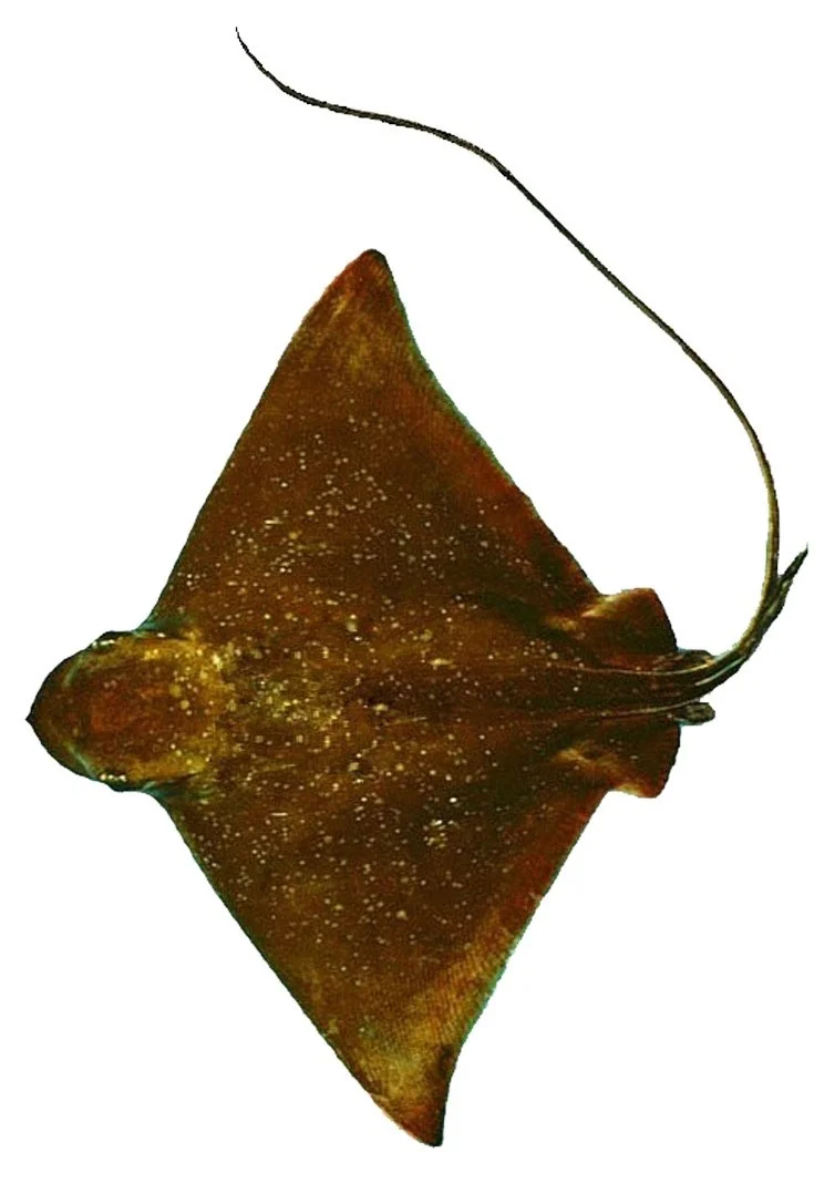 Bullnose Ray