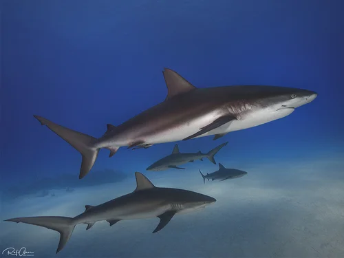 Caribbean Reef Shark