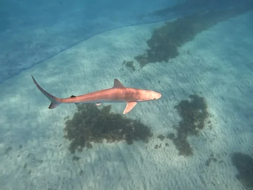 Caribbean Sharpnose Shark