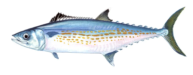 Cero Mackerel