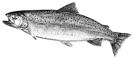 Chinook Salmon