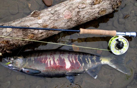 Chum Salmon