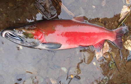 Coho Salmon