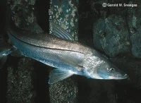 Common Snook