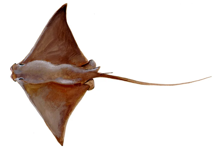 Cownose Ray