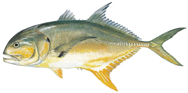 Crevalle Jack