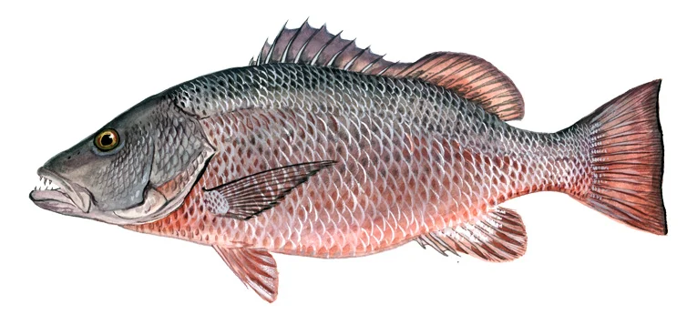 Cubera Snapper